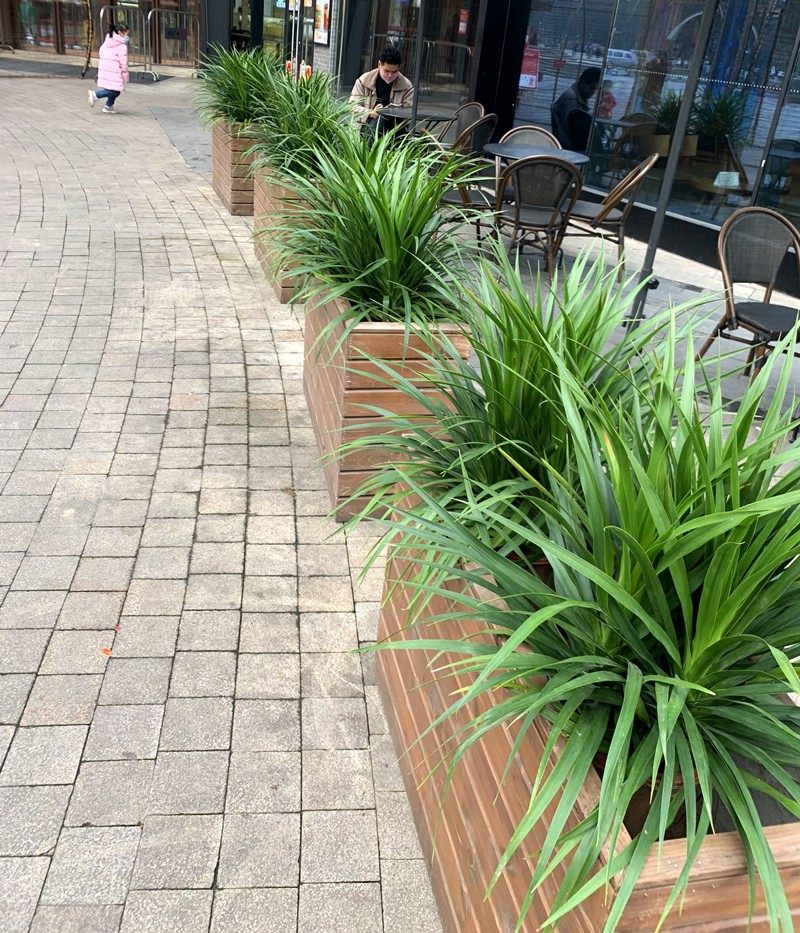 龙须树龙血铁树多头室内客厅大y型盆栽绿植盆景吸收甲醛防辐射植,鲜花速递/花卉仿真/绿植园艺,大型绿植/成品组合盆栽,淘宝优惠券,粉丝福利购,淘宝优惠卷