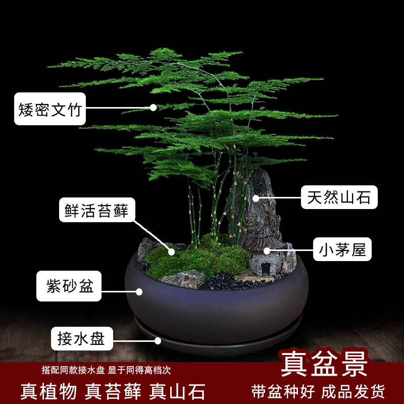 文竹盆栽室内客厅k好养绿植微景观造景办公室桌面摆件山石苔藓盆