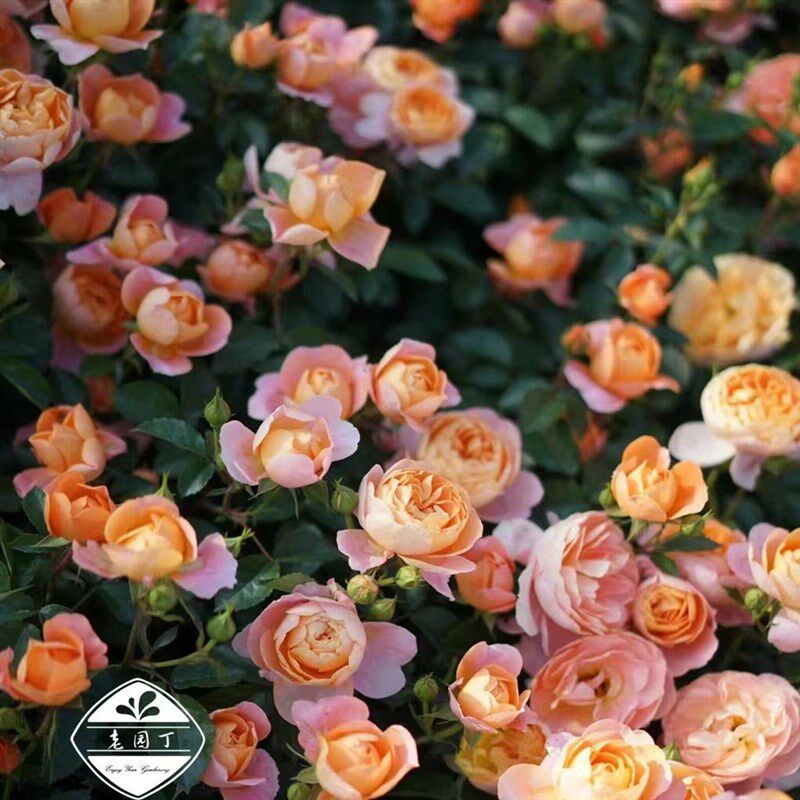 绿园美植 d【6L中苗月季一物一拍】 阳台庭院爬藤拱门地栽,鲜花速递/花卉仿真/绿植园艺,月季/蔷薇/玫瑰,淘宝优惠券,粉丝福利购,淘宝优惠卷