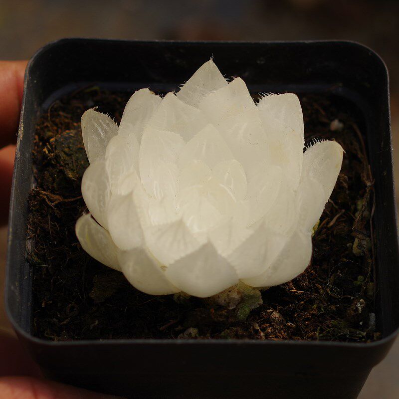 白莲花玉露锦高档药锦多肉植物z稀有贵货室内阳台防辐射盆栽花绿