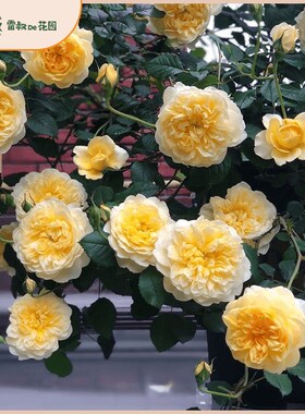 雷叔的花园诗人之妻月季花苗灌木金黄色大花浓香阳台X庭院盆栽月