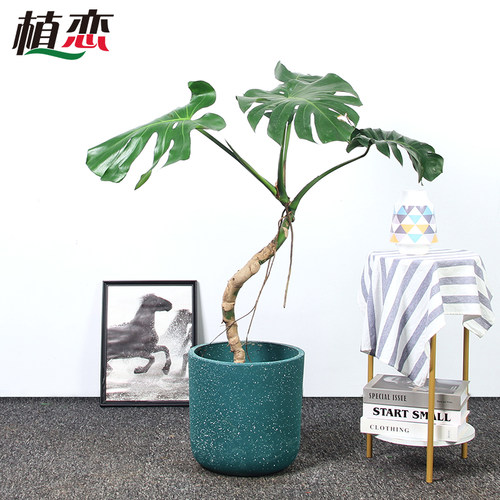 老桩异形龟背竹盆栽 室内植物办公室落地造型盆景绿W植好养 苏州
