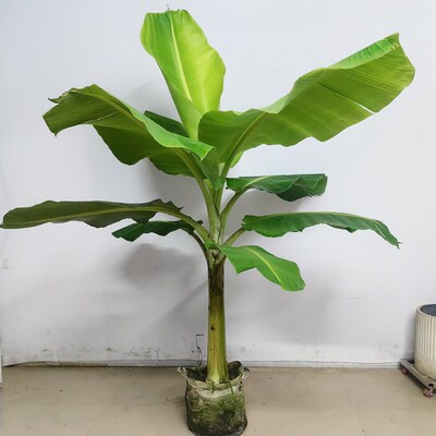 大叶芭蕉树盆g栽真绿植大型观赏植物室外落地盆景绿植四季常春好