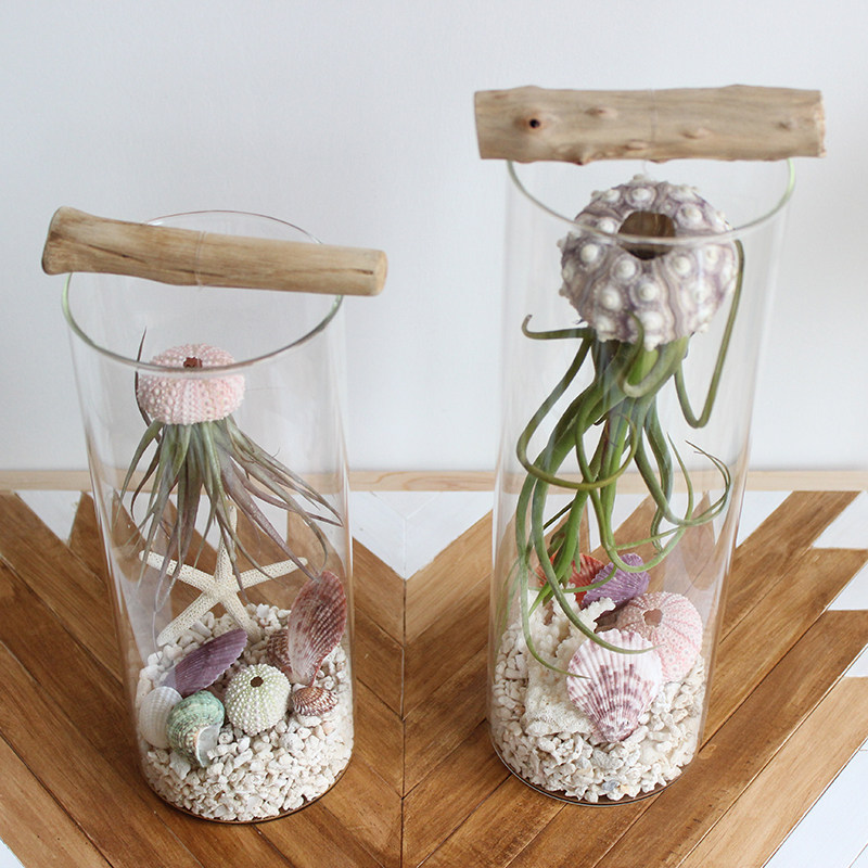 空气凤梨植物玻璃瓶微景观美杜x莎海胆壳DIY创意盆栽桌面礼品包邮