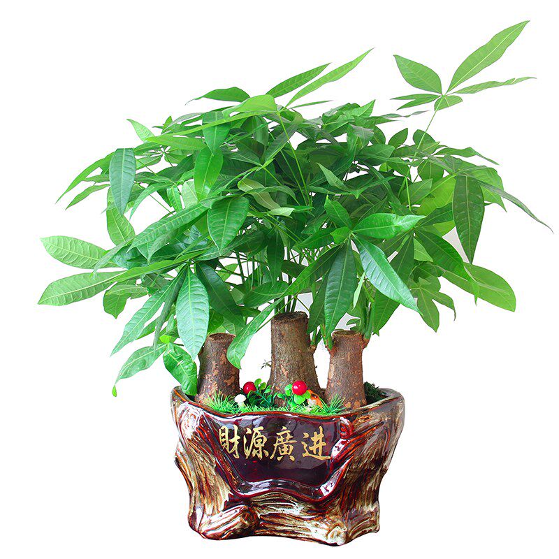 成都同城送货中型发财树盆景绿植花卉送礼盆栽居家办公.室好养盆