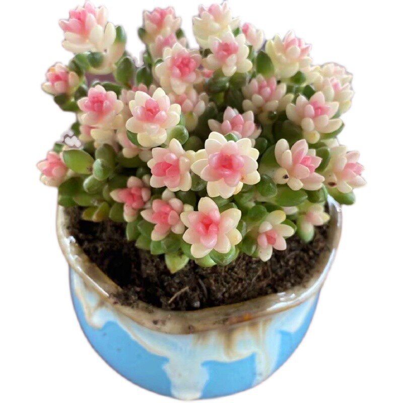 彩色赤豆锦粉色多肉植物q室内组合防辐射景观绿植阳台花卉稀有品