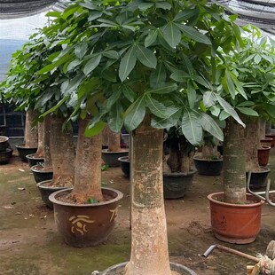 发财树大颗客厅大粗杆室内办公室盆E景乔迁开业送礼观叶绿植吸甲