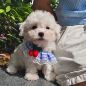 小狗狗牵引绳外出专用胸背带小型犬博美泰迪比熊网红狗链子遛狗绳