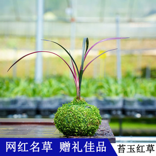 名贵兰花盆栽红草红荷网红草 四季兰精品兰花苗 阳台建兰红花花卉
