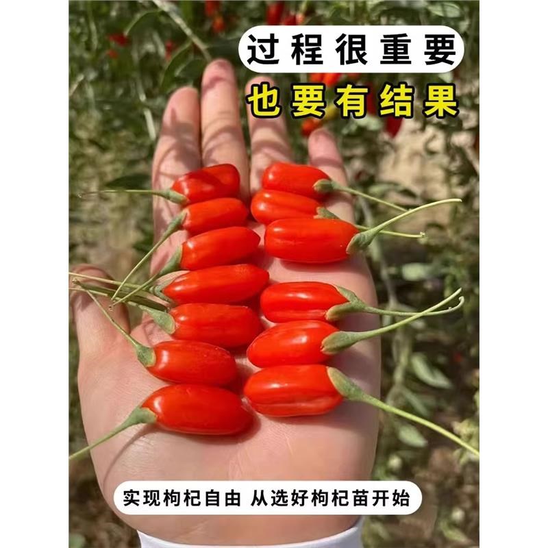 枸杞树苗宁夏红黑枸杞黄枸杞地栽盆栽南北方食用保健蔬菜阳台庭院