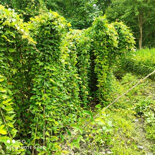 油麻藤小杯苗20棵,牛马藤苗1.5米长,庭院遮阳爬藤植物四季常绿