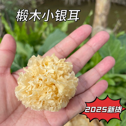 2025年椴木小银耳健康安全无硫熏干货易出胶古田特产白木耳
