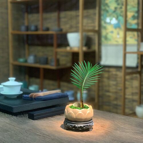 铁树宝宝c盆栽迷你绿植桌面办公室茶桌盆景好养客厅植物四季常青