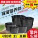 营养钵育苗盆营养杯育苗杯育苗盆塑料花盆黑V色营养杯加厚