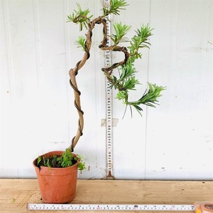 文人造型小叶罗汉松盆景清香木九里香六月M雪虎皮榕榆树栀子花白