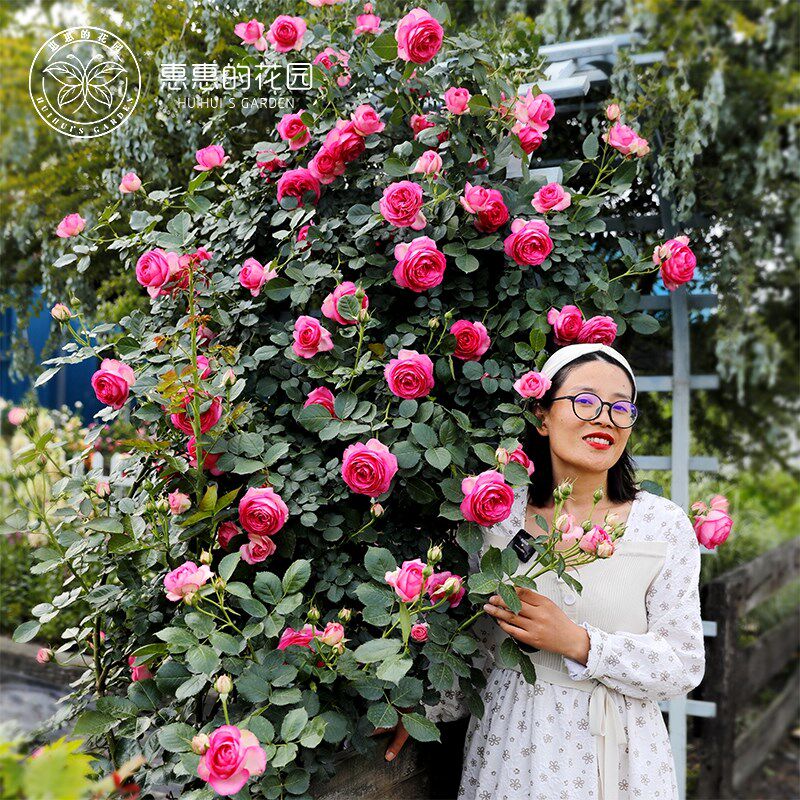 惠惠的花园深粉龙沙宝石爬藤月季B拱门花墙花柱植物庭院花卉盆栽,鲜花速递/花卉仿真/绿植园艺,月季/蔷薇/玫瑰,淘宝优惠券,粉丝福利购,淘宝优惠卷