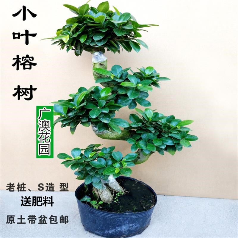 8字型S型小叶榕树人参榕盆景室内阳F台净化空气花卉绿植四季常青