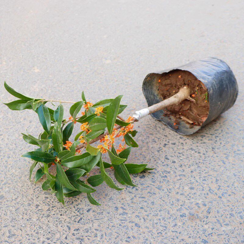 速发桂花盆栽室内四季开花植物浓香型嫁接金桂丹桂沉香桂带土易活