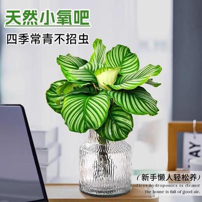 速发青栽芋水培季物办公室桌面盆竹室内新房吸甲醛绿植四植好养活