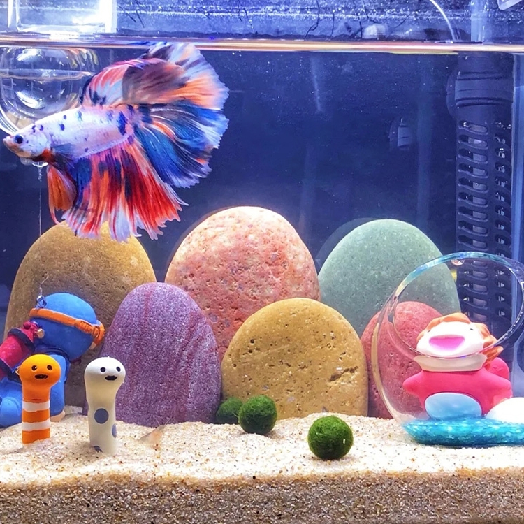 速发鱼彩缸色石头长江鹅卵石气石大石头躲避空彩缸造景装饰摆件