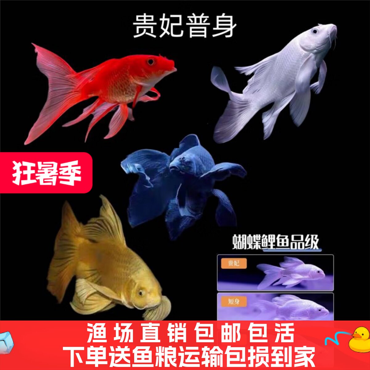 纯种台湾蝴蝶鲤鱼球体短身大鳍长尾冷水鱼锦鲤红色鱼观赏鱼苗活体