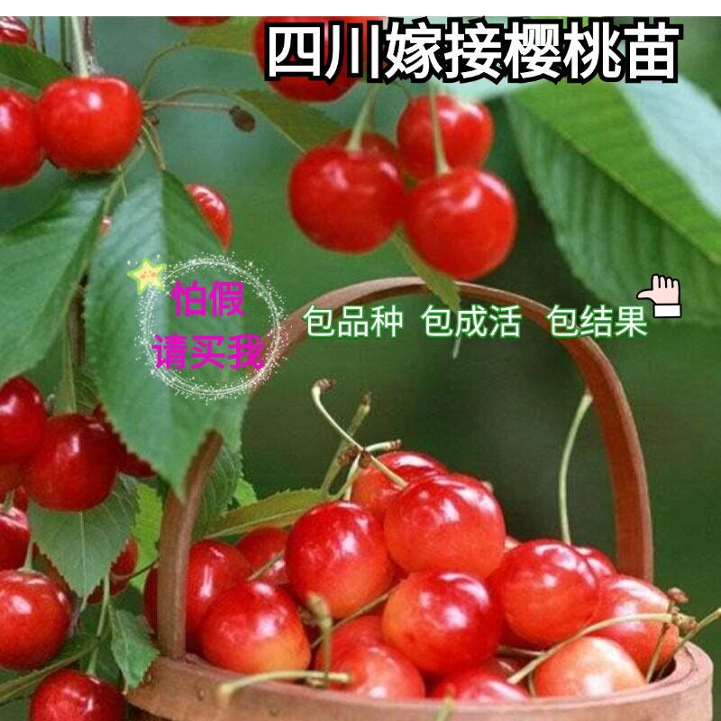 正宗嫁接樱桃车厘子果树果苗