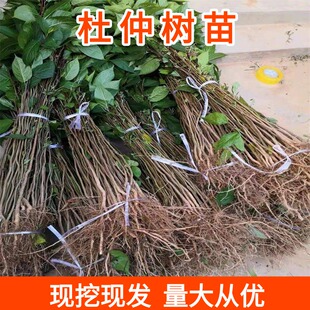 杜仲树苗中药材剥皮卖银丝杜仲树苗丝绵树苗新鲜现挖杜仲苗儿