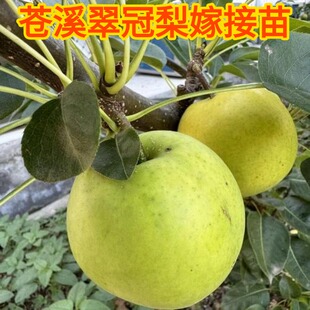 四川翠冠梨树苗早熟薄皮青皮梨嫁接苗当年结果梨树苗现挖果树果苗