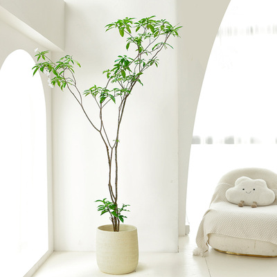 丁香花盆栽花卉室内植物客厅易活四季阳台庭Q院室外造景大型绿植