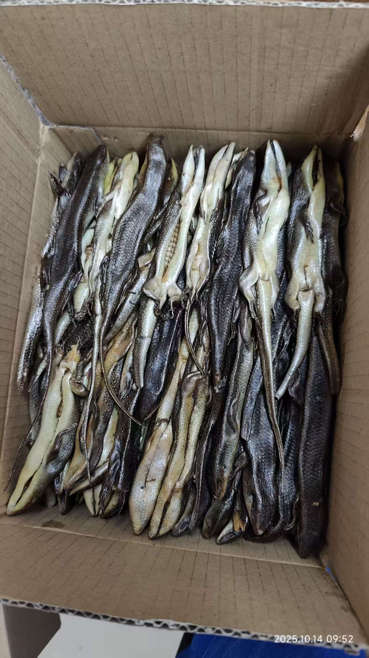 猪婆蛇 狗母蛇 中药石龙子 蜥蜴 四角蛇 山龙子 干品 500克包邮