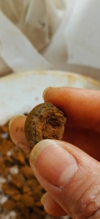 正品天然牛黄纯干胆黄牛胆黄纯牛黄正宗牛结石保化验中药材1克