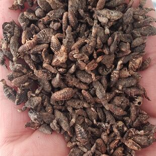 金沙牛100克广西野生正品蚁狮倒退虫中药材地牯牛纯干无杂质无硫