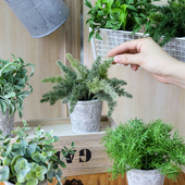 仿真绿植盆栽迷你植物盆景办公室桌面摆件仿生小S绿植隔断装 饰摆