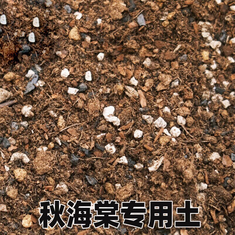 秋海棠营养土专用土花卉植物室A内花土腐殖土有机营养土家用养花图片