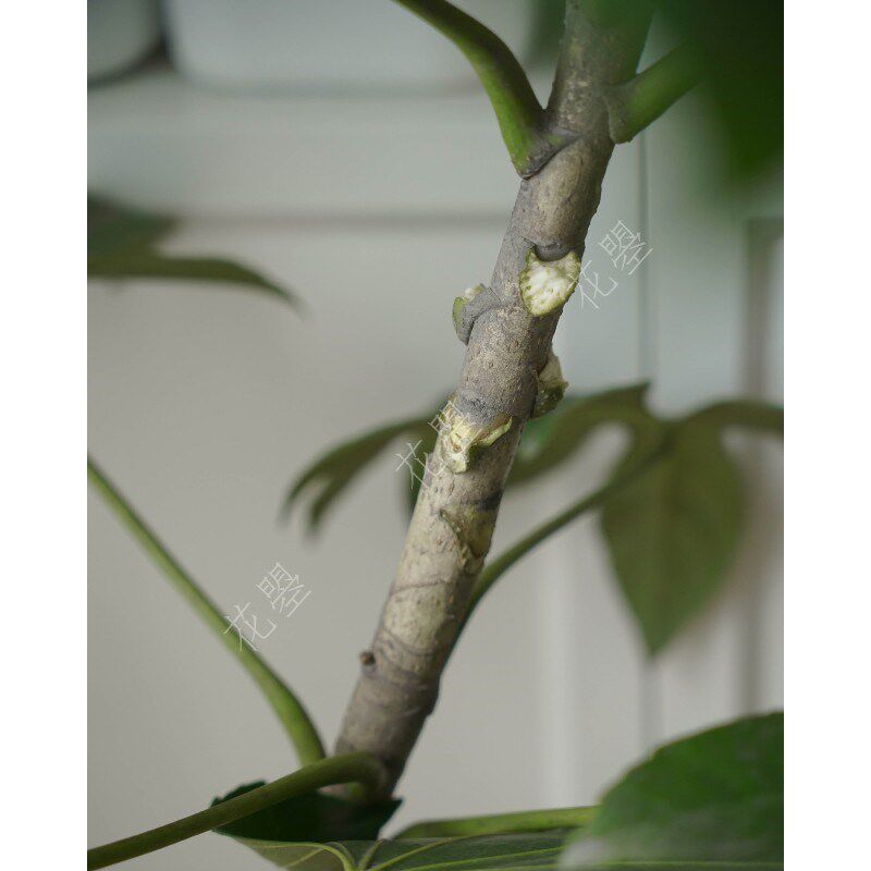 花曌 新鲜采h摘大枝落地绿植鲜切植物水养真花真植物家居落地角落