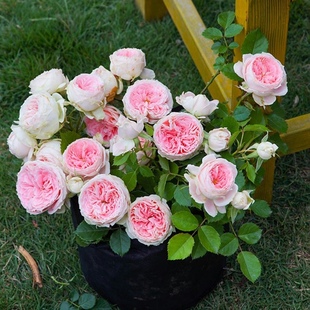 绒球门廊月季花苗四季开花浓香大花庭院阳台花P卉植物好养玫瑰盆