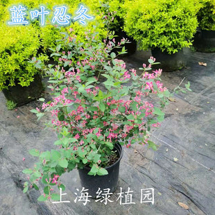 蓝叶忍冬盆栽耐寒耐热多年生灌木阳台庭院植物木T本花卉包邮包成