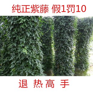 浙江野生三c叶青纯正紫藤苗三叶青种苗金线吊葫芦块根包邮多买多
