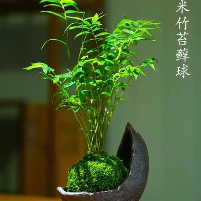 米竹盆栽室内小型凤尾竹迷你盆景C好养竹子绿植观叶客厅植物阳台