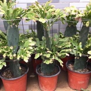 仙人掌嫁接蟹爪兰盆栽多层w实拍照片包邮根系发达送专用支架