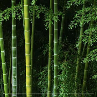 冬笋竹子a毛竹笋苗食用战略食品储备浙江南竹楠竹菜竹大型竹子植