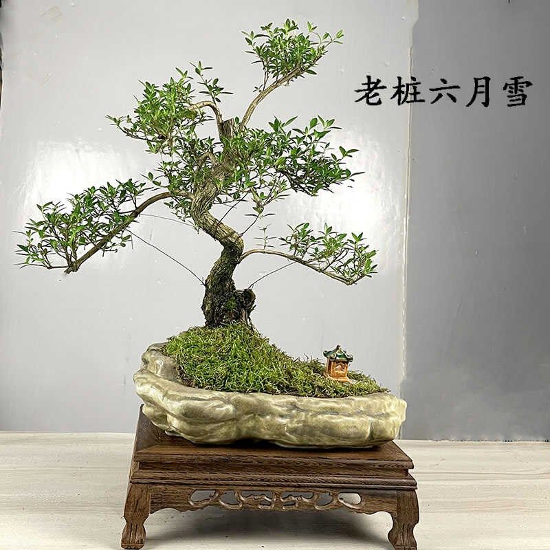 六月雪盆景d绿植室内悬崖式造型茶室中式摆件植物阳台客厅盆栽好,鲜花速递/花卉仿真/绿植园艺,造型盆景,淘宝优惠券,粉丝福利购,淘宝优惠卷