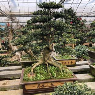 罗汉松盆景雀舌罗汉松盆栽榆树五针松老桩黑色造型景Y观黄杨造型