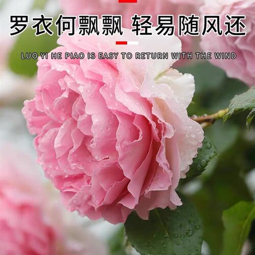 罗衣无刺藤本月季大花浓香x四季开花阳台庭院盆栽玫瑰爬藤植物