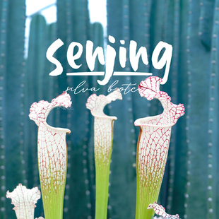 【限量超值大植株】大型白瓶子草/阿巴拉契科拉国U家公园食虫植物