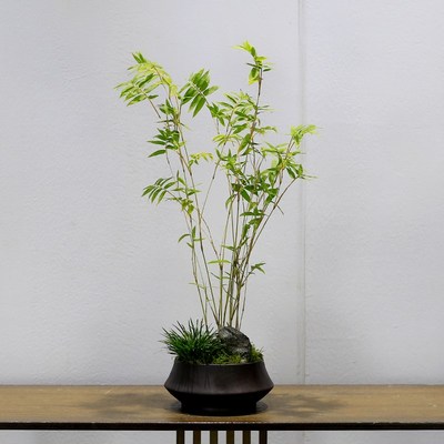 米竹盆栽植物室j内客厅办公室桌面小绿植茶室凤尾竹观赏竹子盆景