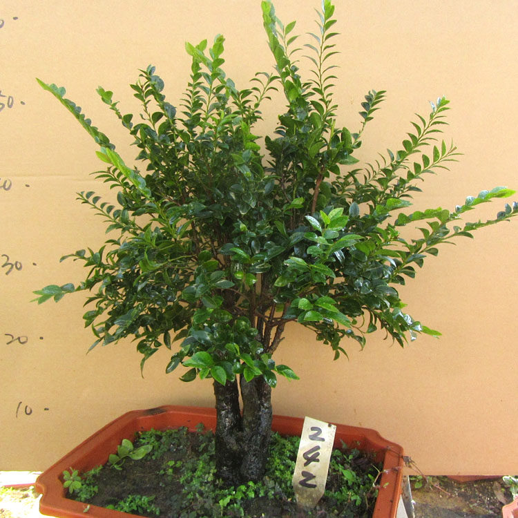 单桩小叶紫檀树桩盆景净化空气四季常G青植物黑檀木盆栽黑骨茶包