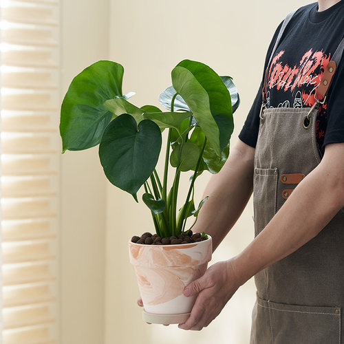龟背竹室内d客厅观叶植物办公室大盆栽绿植水培净化空气老桩