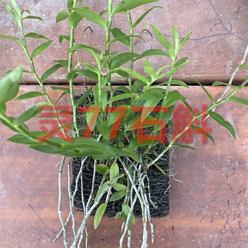 红天宫石斛 种植成活木板一板 春夏开花 深粉色U花朵 一板包邮