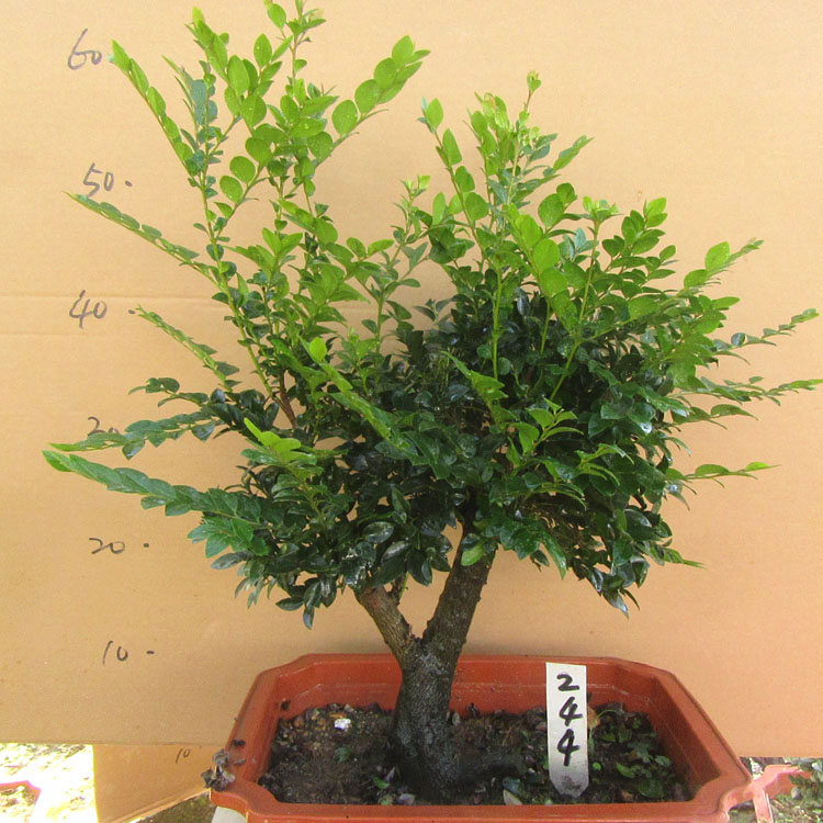 单桩小叶紫檀树桩盆景净化空气四季常青植M物黑檀木盆栽黑骨茶包